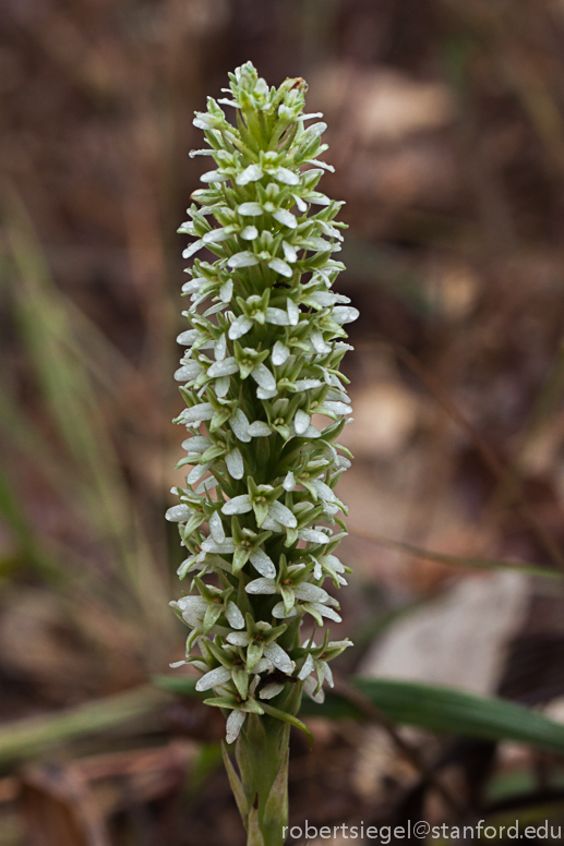 piperia elegans